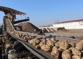 Hedef 65 bin ton şeker üretimi