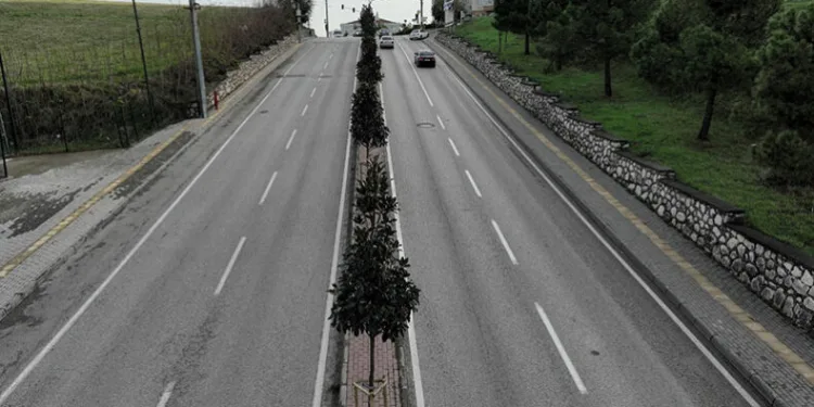 Bursa’da manolya ağaçları caddeleri süsledi