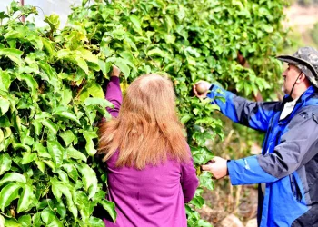 Anamur’da passiflora hasadı başladı