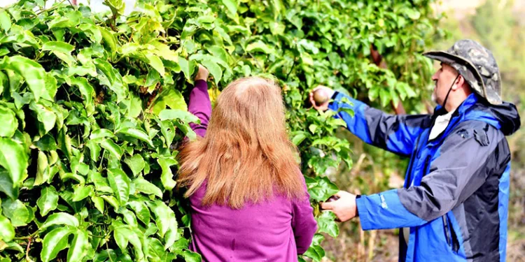 Anamur’da passiflora hasadı başladı
