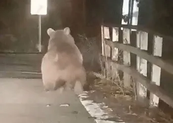 Köprüden geçen ayı kameralara yakalandı