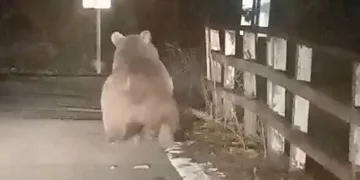 Köprüden geçen ayı kameralara yakalandı