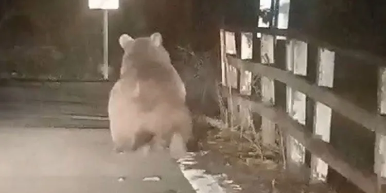Köprüden geçen ayı kameralara yakalandı