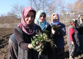 Oluşturulan salep bahçesine 10bin fide dikildi