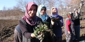 Oluşturulan salep bahçesine 10bin fide dikildi