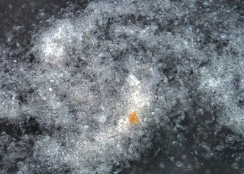Kirlilik yüzünden Haliç’te denizanası istilası
