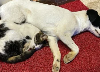 Ezeli düşmanların dostluğu içleri ısıttı