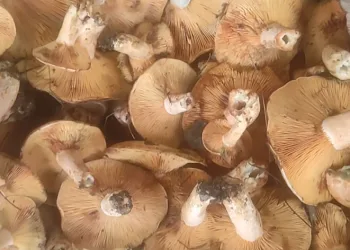 Kanlıca mantarı gelir kapısı oldu