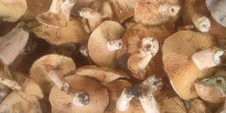 Kanlıca mantarı gelir kapısı oldu