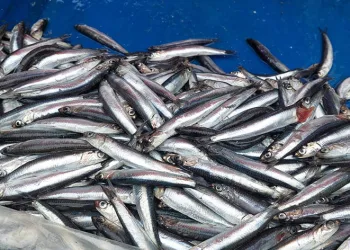 Fırtına balık fiyatlarını yükseltiyor