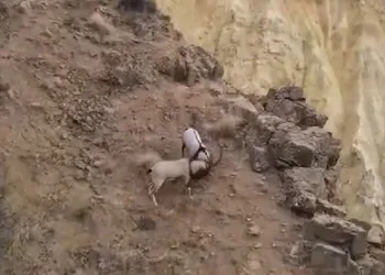 Kayaların usta tırmanıcıları dövüştü