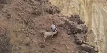 Kayaların usta tırmanıcıları dövüştü