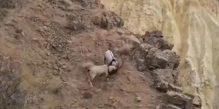 Kayaların usta tırmanıcıları dövüştü