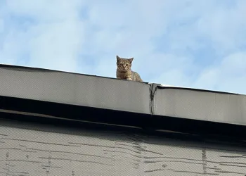 Mahsur kalan kedileri itfaiye kurtardı