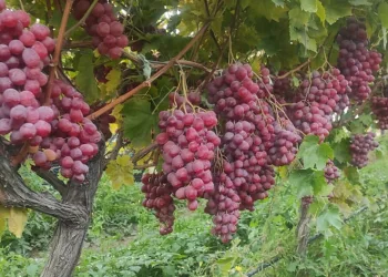 Sarıgöl Ovası hava deposu gibi