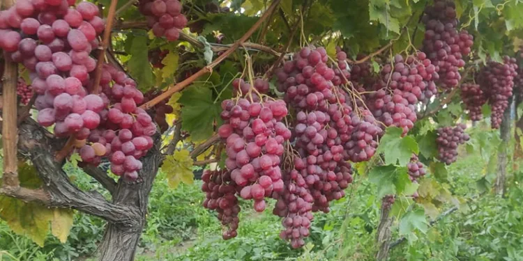Sarıgöl Ovası hava deposu gibi