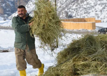 Kızak yardımıyla saman balyalarını taşıdı