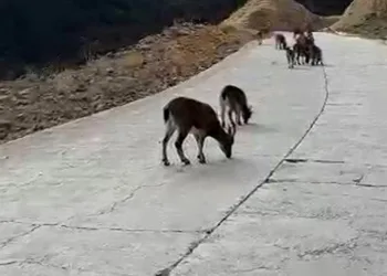 Yaban keçileri Gümüşhane’yi mesken tuttu