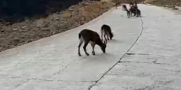 Yaban keçileri Gümüşhane’yi mesken tuttu