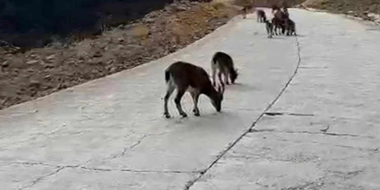 Yaban keçileri Gümüşhane’yi mesken tuttu