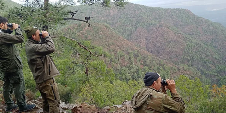 Köyceğiz’de yaban keçilerinin tespiti yapıldı