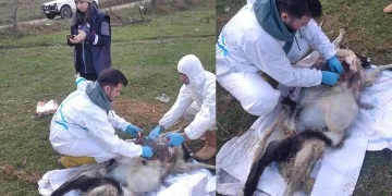 Sinop’ta ani koyun ölümleri