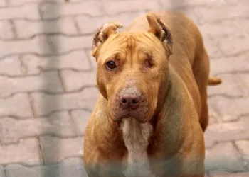 “Hareketsiz kalmak köpek saldırılarını önleyebilir”
