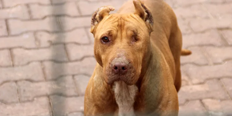 “Hareketsiz kalmak köpek saldırılarını önleyebilir”