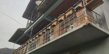 Kurtardığı kovanları evinin balkonuna taşıdı