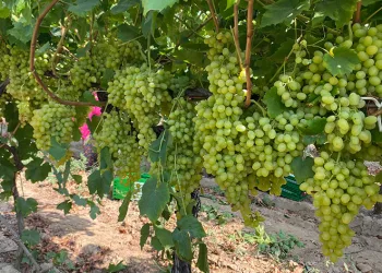 Alaşehirli çiftçilere ÇKS uyarısı