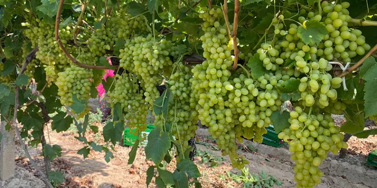 Alaşehirli çiftçilere ÇKS uyarısı