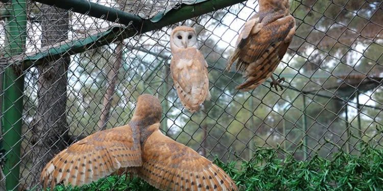 Peçeli baykuşlar doğaya bırakıldı