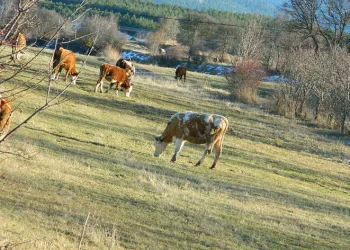 Posof’ta sonbahardan kalma günler
