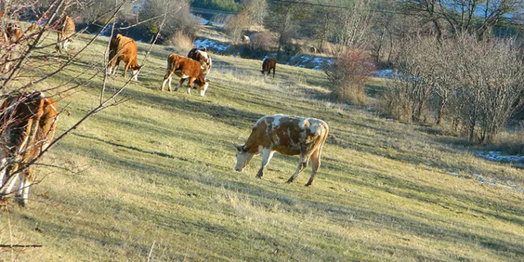 Posof’ta sonbahardan kalma günler