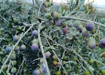 Deneme amaçlı ektiler, bol verimle mutlu oldular