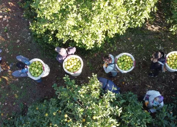 Tescilli Lamas limonunda hasat