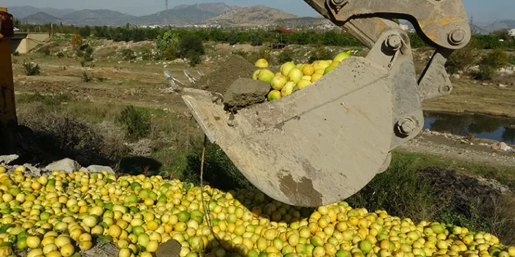 Dereye dökülen limon imha edildi