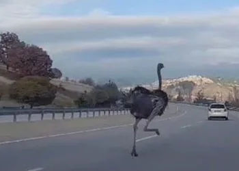 Kara yolunda deve kuşu paniği