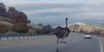 Kara yolunda deve kuşu paniği