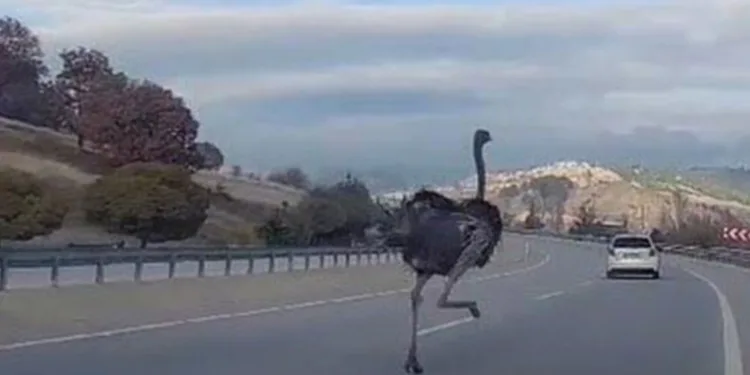 Kara yolunda deve kuşu paniği