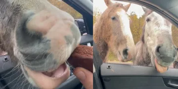 Yılkı atlarını kekle besledi