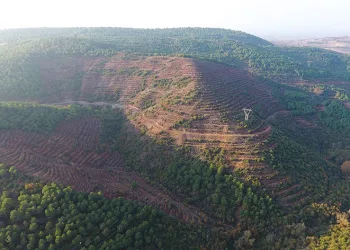 261 dekarlık yeni bal ormanı