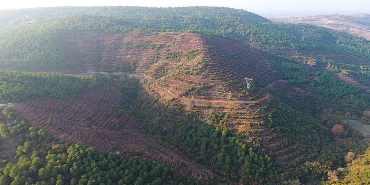 261 dekarlık yeni bal ormanı