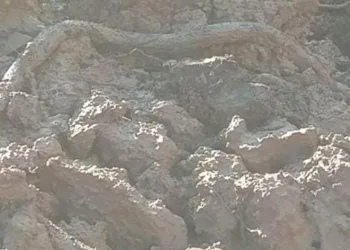 Kuyu kazısında, devasa yılan çıktı