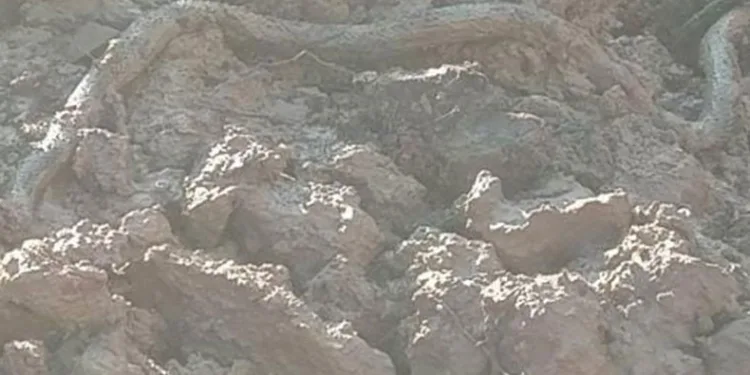Kuyu kazısında, devasa yılan çıktı
