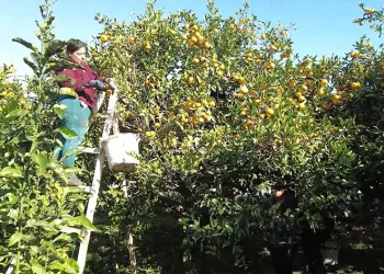 Hataylı mandalina üreticisine Nilüfer desteği