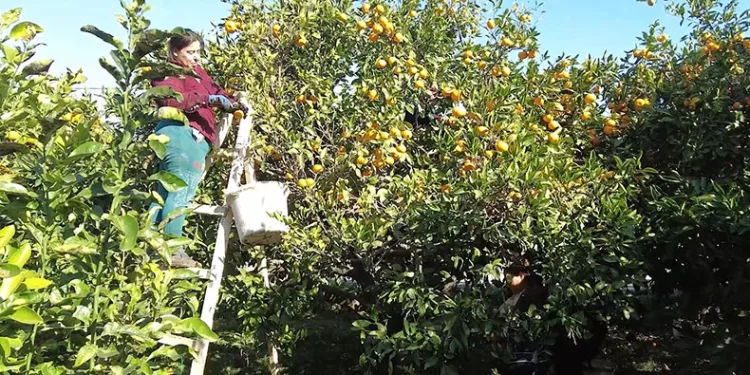 Hataylı mandalina üreticisine Nilüfer desteği