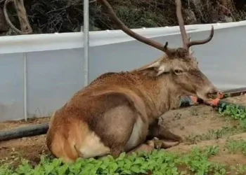 Roka serasına girerek mola verdi