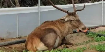 Roka serasına girerek mola verdi
