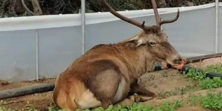 Roka serasına girerek mola verdi
